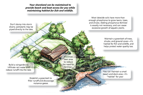 Example of good shoreline management diagram