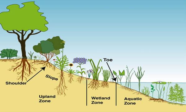 Shoreline Plants
