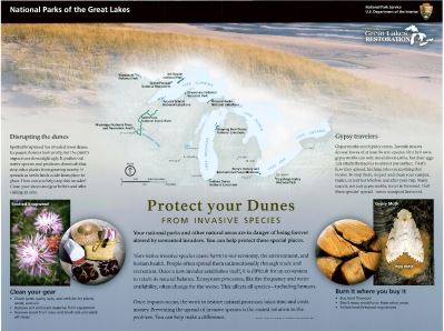 Protect Your Dunes From Invasive Species