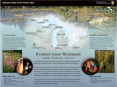 Protect Your Wetlands From Invasive Species