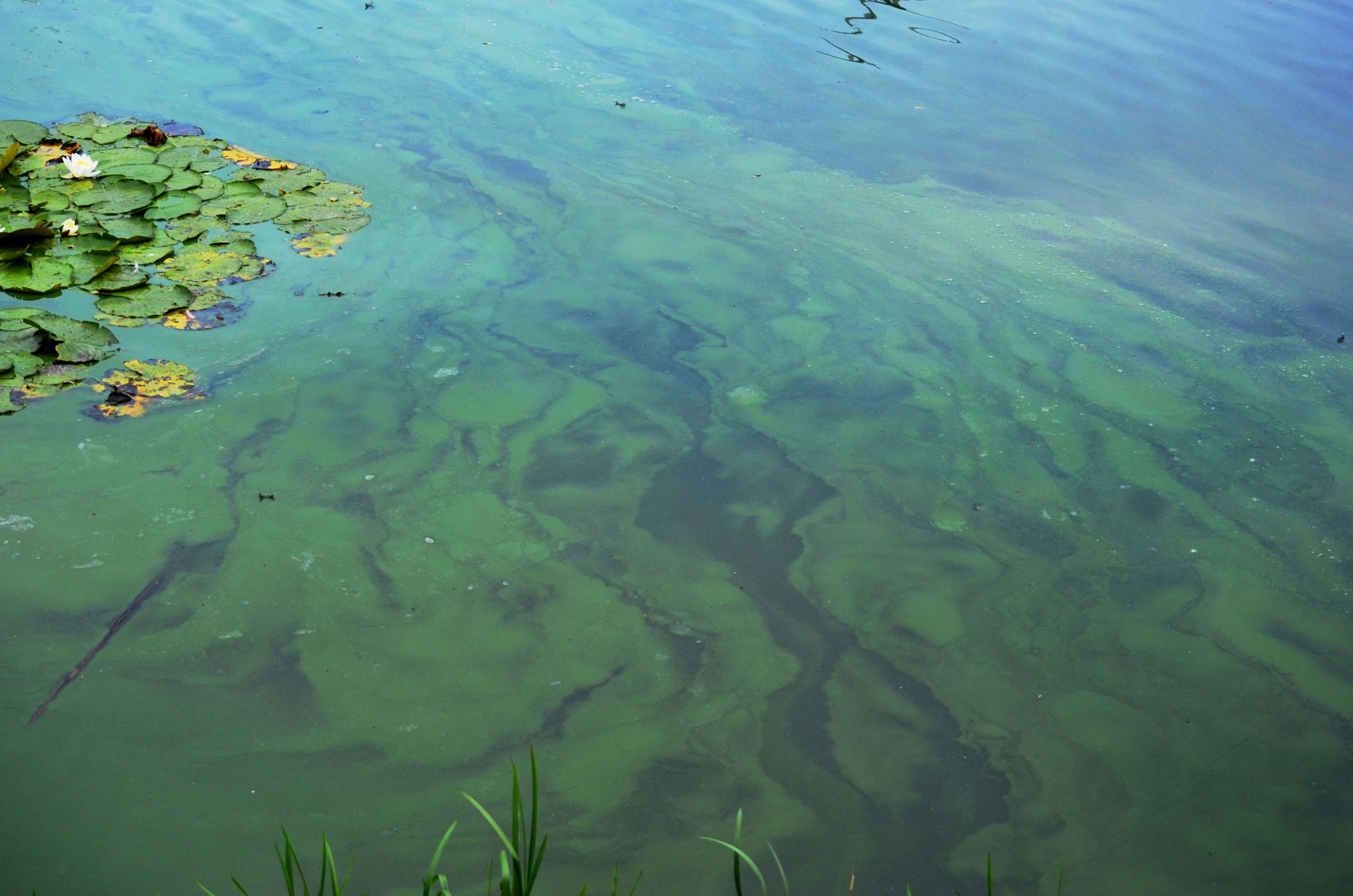 blue-green-algae-pond