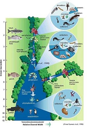 stream ecology