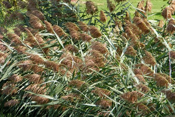 Phragmites australis