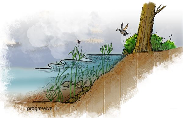 Shoreline ecosystem