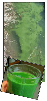 Blue-green algae is the lake and in a glass