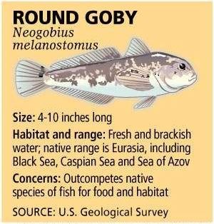 round goby 1
