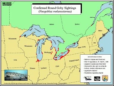 round goby map