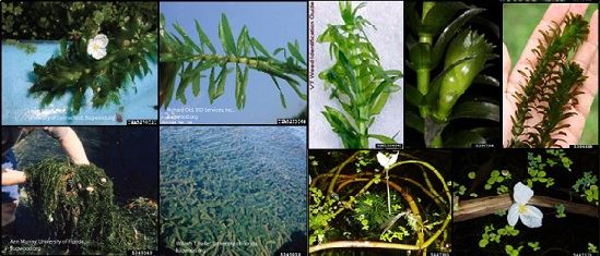 Click to be brought to information page on Brazilian Elodea. Brought to you by Midwest Invasive Species Information Network.