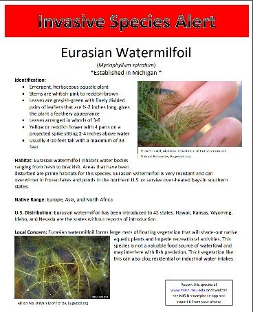 Click to be brought to Eurasian Watermilfoil Invasive Species Alert - Printable PDF